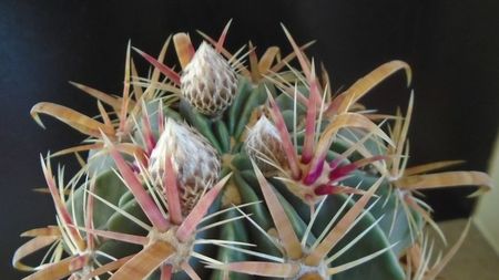 Ferocactus latispinus