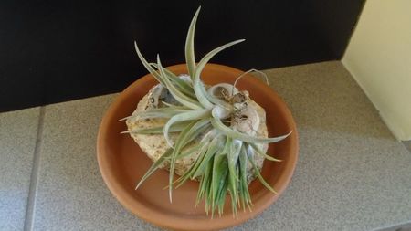 Tillandsia albida & ionantha