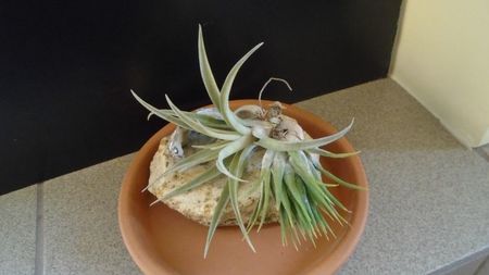 Tillandsia albida & ionantha