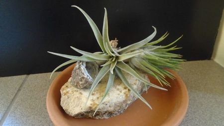 Tillandsia albida & ionantha