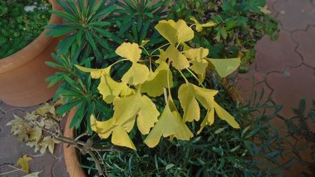 Ginkgo biloba