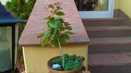 Bougainvillea