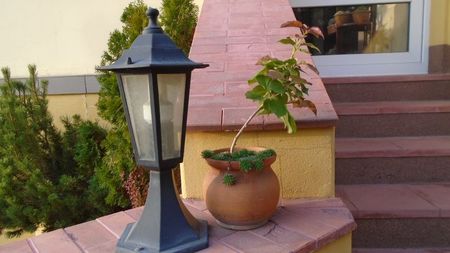 Bougainvillea