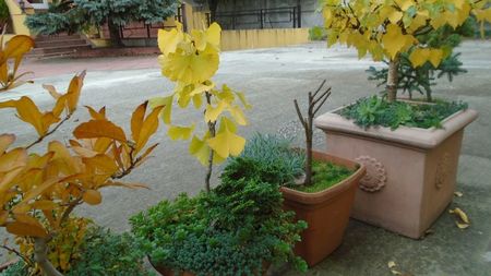 Ginkgo biloba
