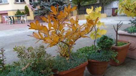 Magnolia stellata