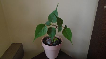 Ficus religiosa