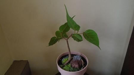 Ficus religiosa