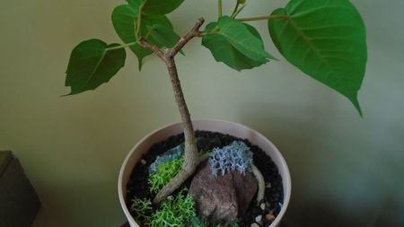 Ficus religiosa
