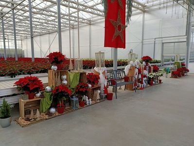 13.11.2020-pregătiri pt Crăciun