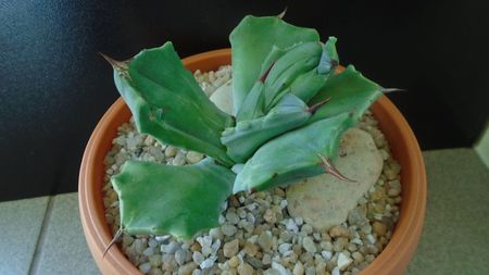 Agave isthmensis f. monstrose