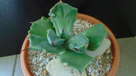 Agave isthmensis f. monstrose