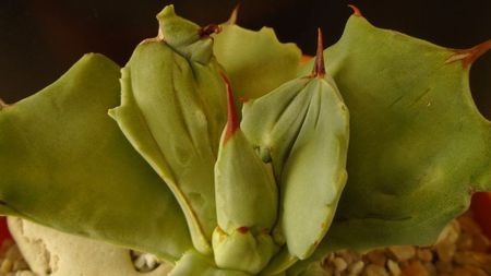 Agave isthmensis f. monstrose