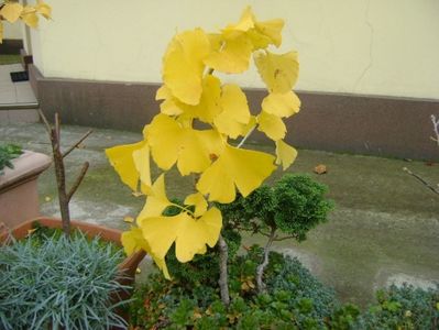 Ginkgo biloba