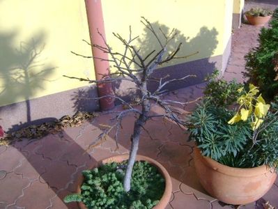 Liquidambar styraciflua