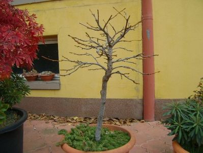 Liquidambar styraciflua