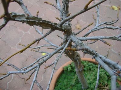 Liquidambar styraciflua