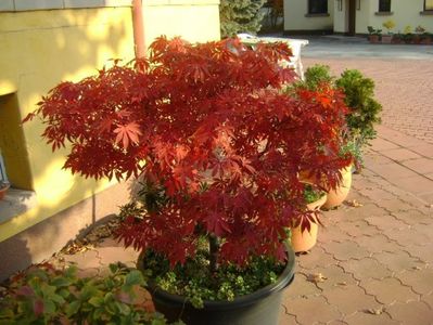 Artar japonez (Acer palmatum atropurpureum)