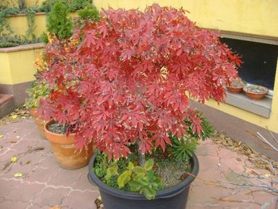 Artar japonez (Acer palmatum atropurpureum)