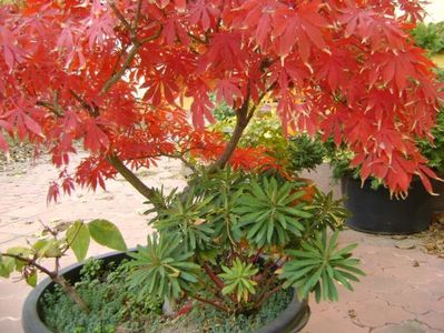 Artar japonez (Acer palmatum atropurpureum)