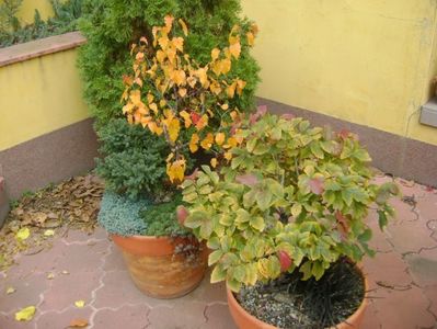 Mesteacan negru & Arbore magic persan