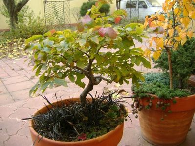 Mesteacan negru & Arbore magic persan