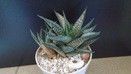 Haworthia limifolia cv. "Silver skin"