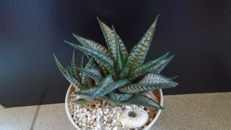 Haworthia limifolia cv. "Silver skin"