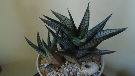 Haworthia limifolia cv. "Silver skin"