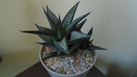 Haworthia limifolia cv. "Silver skin"