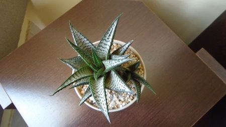 Haworthia limifolia cv. "Silver skin"