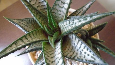 Haworthia limifolia cv. "Silver skin"