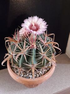 Ferocactus latispinus