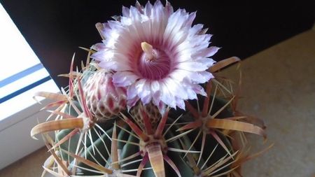 Ferocactus latispinus