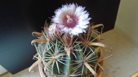 Ferocactus latispinus