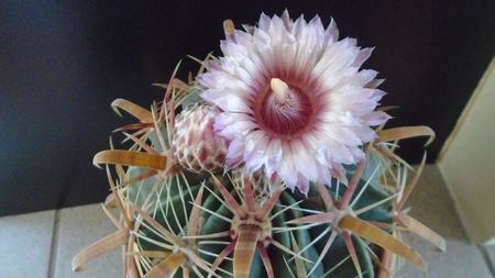 Ferocactus latispinus