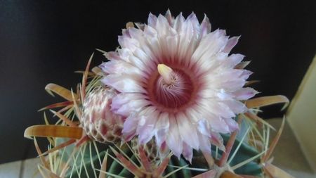 Ferocactus latispinus