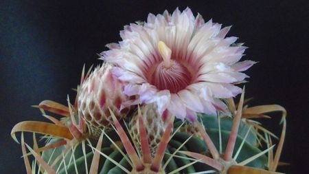 Ferocactus latispinus