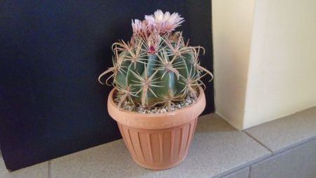 Ferocactus latispinus