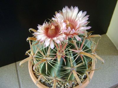 Ferocactus latispinus