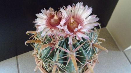 Ferocactus latispinus