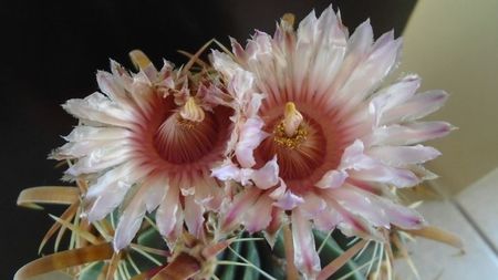 Ferocactus latispinus