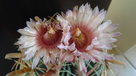 Ferocactus latispinus