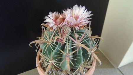 Ferocactus latispinus