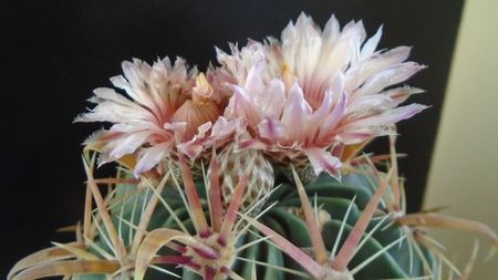 Ferocactus latispinus