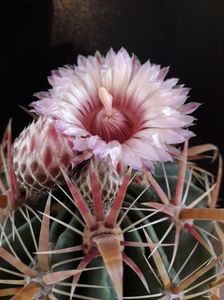 Ferocactus latispinus