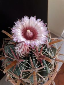 Ferocactus latispinus