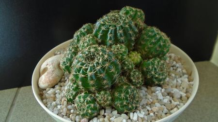 Lobivia (Echinopsis) arachnacantha??