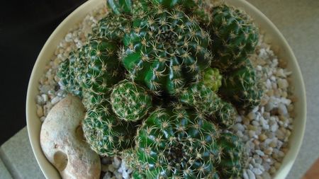 Lobivia (Echinopsis) arachnacantha??