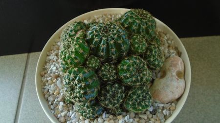 Lobivia (Echinopsis) arachnacantha??