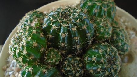 Lobivia (Echinopsis) arachnacantha??